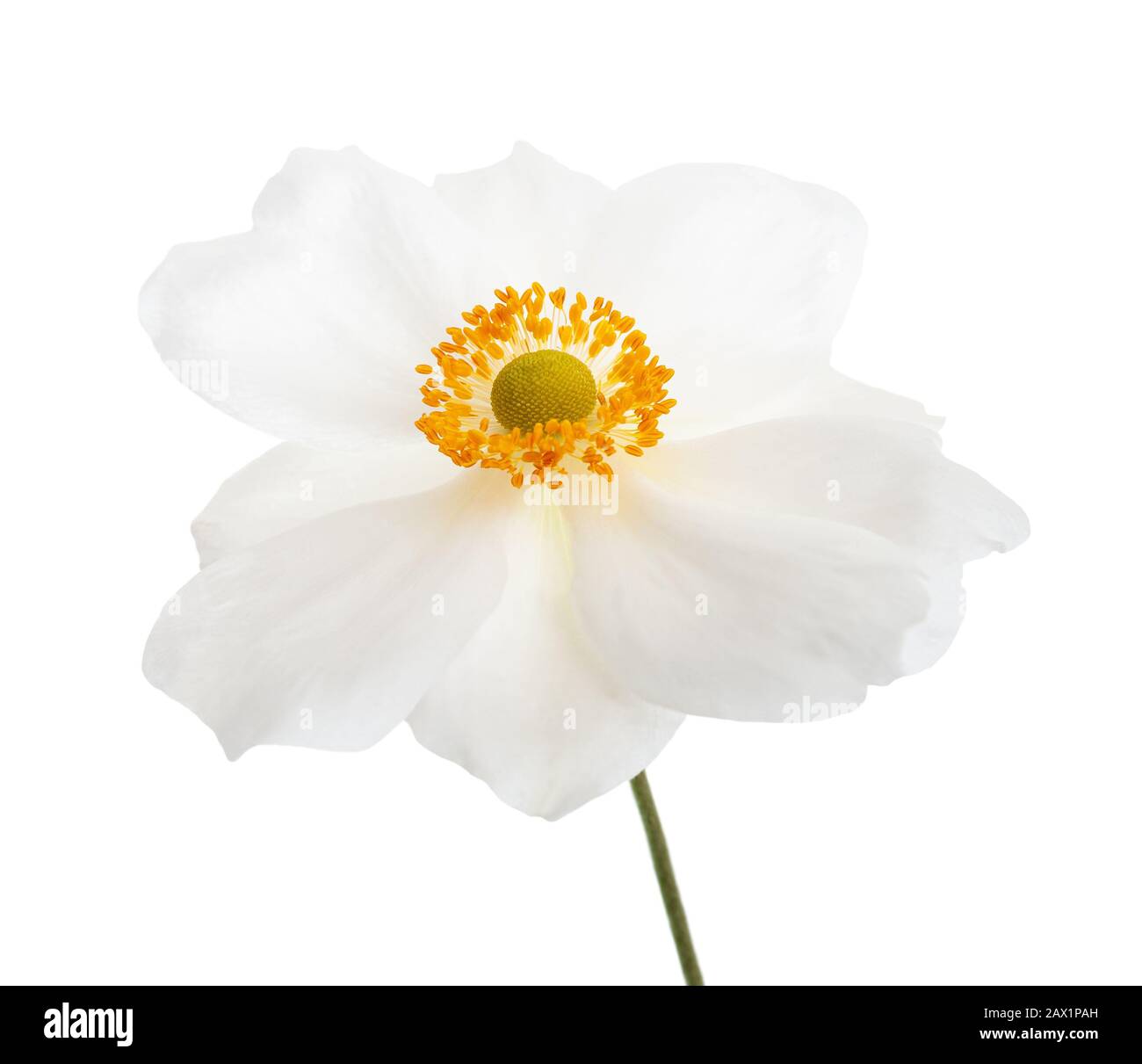Blanc Anemone japonica isolé sur fond blanc Banque D'Images