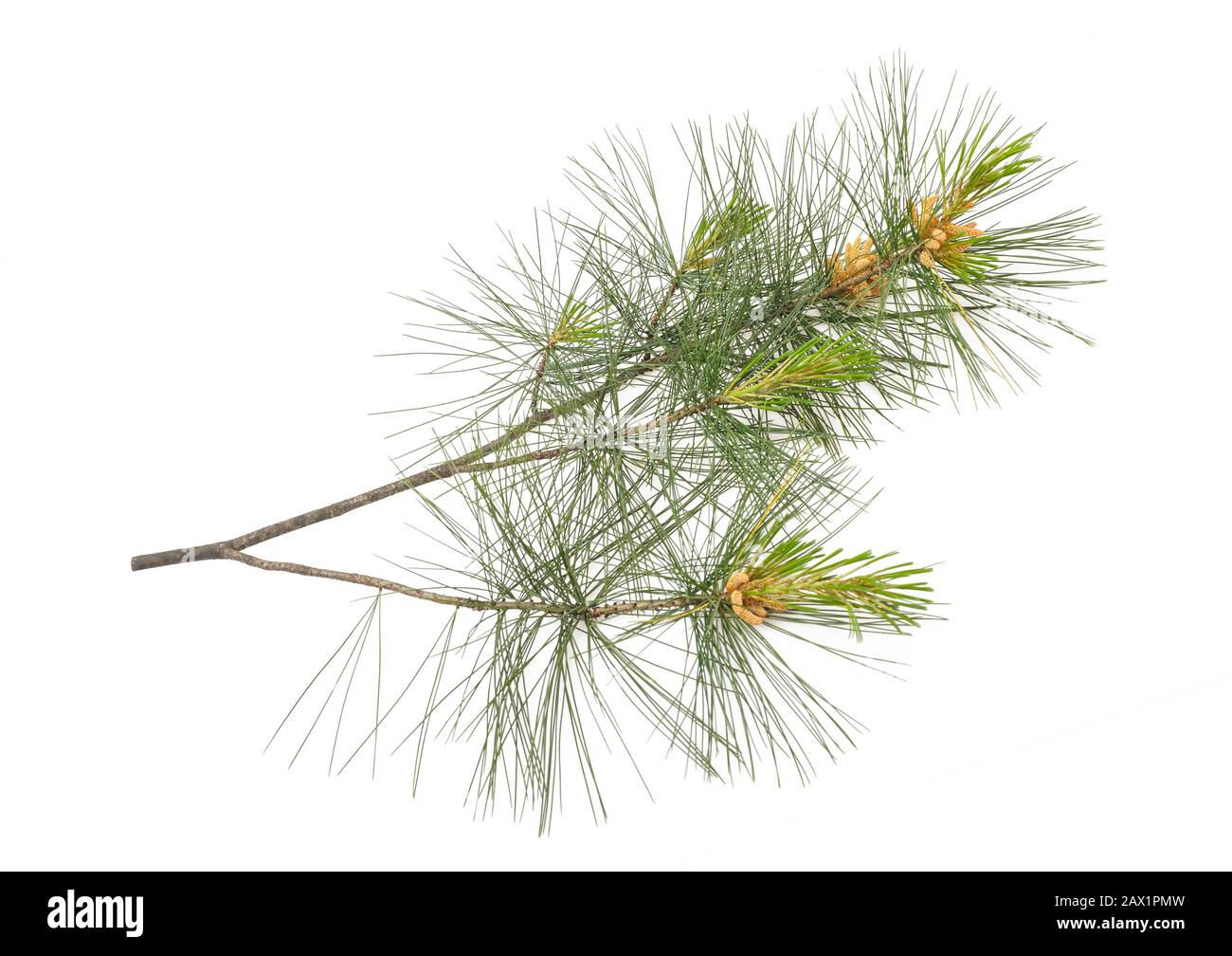 La direction générale en pin suisse isolated on white Banque D'Images