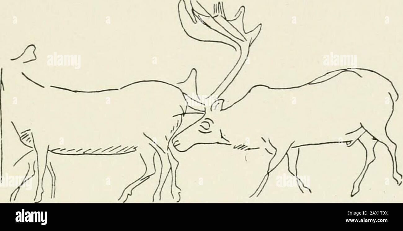 Une introduction à l'étude de l'art préhistorique . Fig. 69.—Gravure sur un bois de renne. Grotte de Kesserloch, Thayngen, Suisse. Nous trouvons donc des gravures de thisanimal dans toutes sortes de positions et d'attitudes. Le toucher sympa-synthétique de l'artiste préhistorique est mieux vu dans le dessin du renne que de tout autre animal. Repré-senté dans une attitude tranquille, c'est le sujet d'un bouc qui, avec une raison quelconque, a été décrit comme un chefdoeiivre de l'art Palaolithique. C'est d'autant plus remarquable de la f Banque D'Images