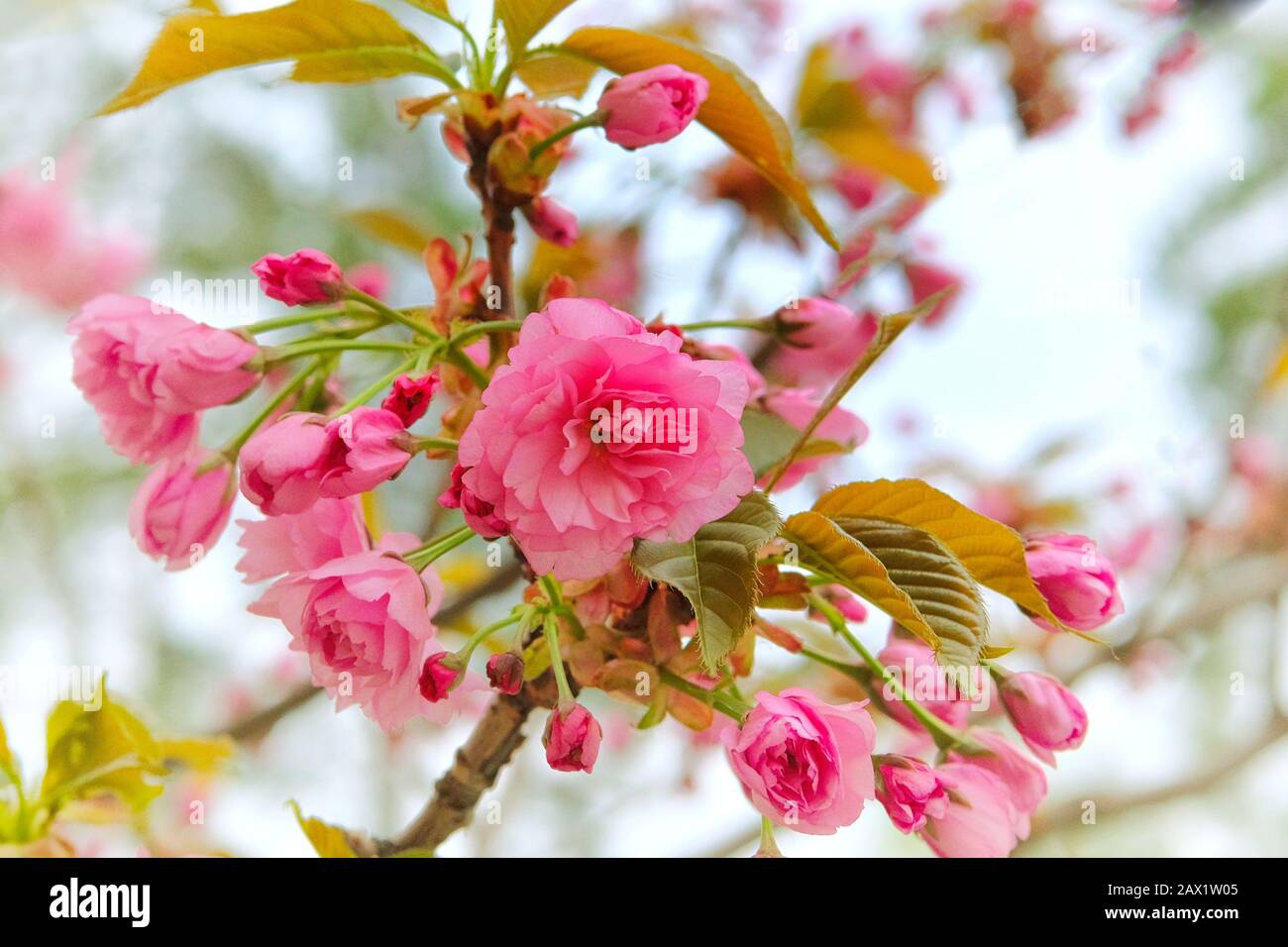Sakura est en pleine floraison dans le parc de la ville, à proximité. Des fleurs roses douces poussent au Japon. Aménagement paysager et décoration au printemps. Banque D'Images