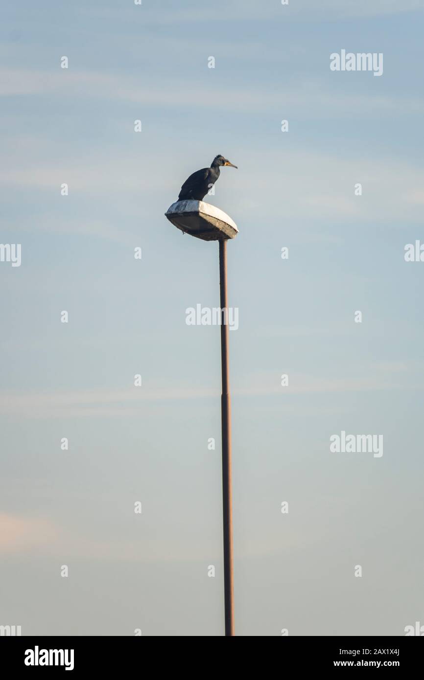 Grand cormorant / grand cormorant noir (Phalacrocorax carbo) assis sur un phare. Cracovie, Pologne, Europe Banque D'Images
