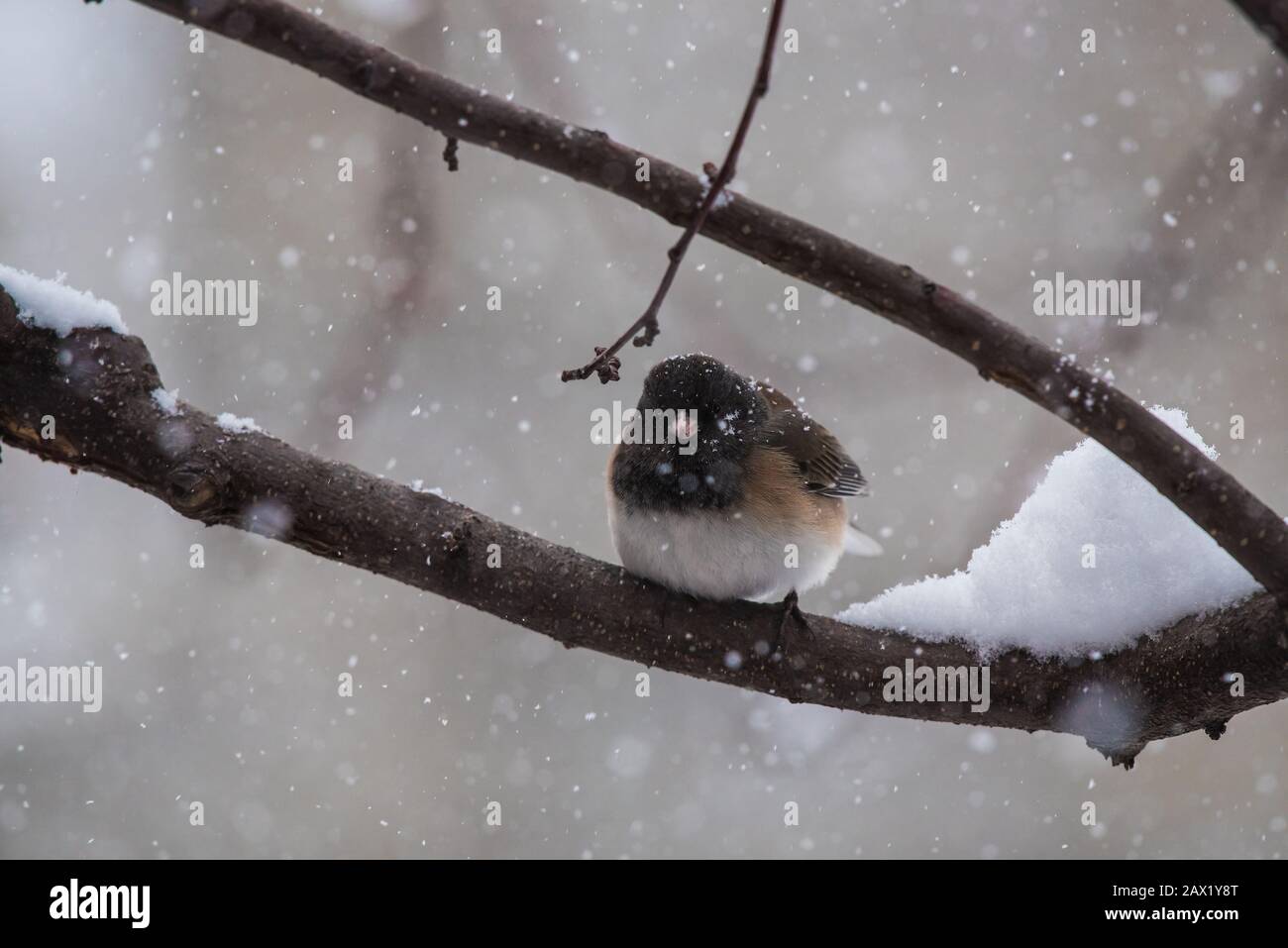 Juncos aux yeux sombres du nord dans un arbre de pommier en crabe couvert de neige. Banque D'Images