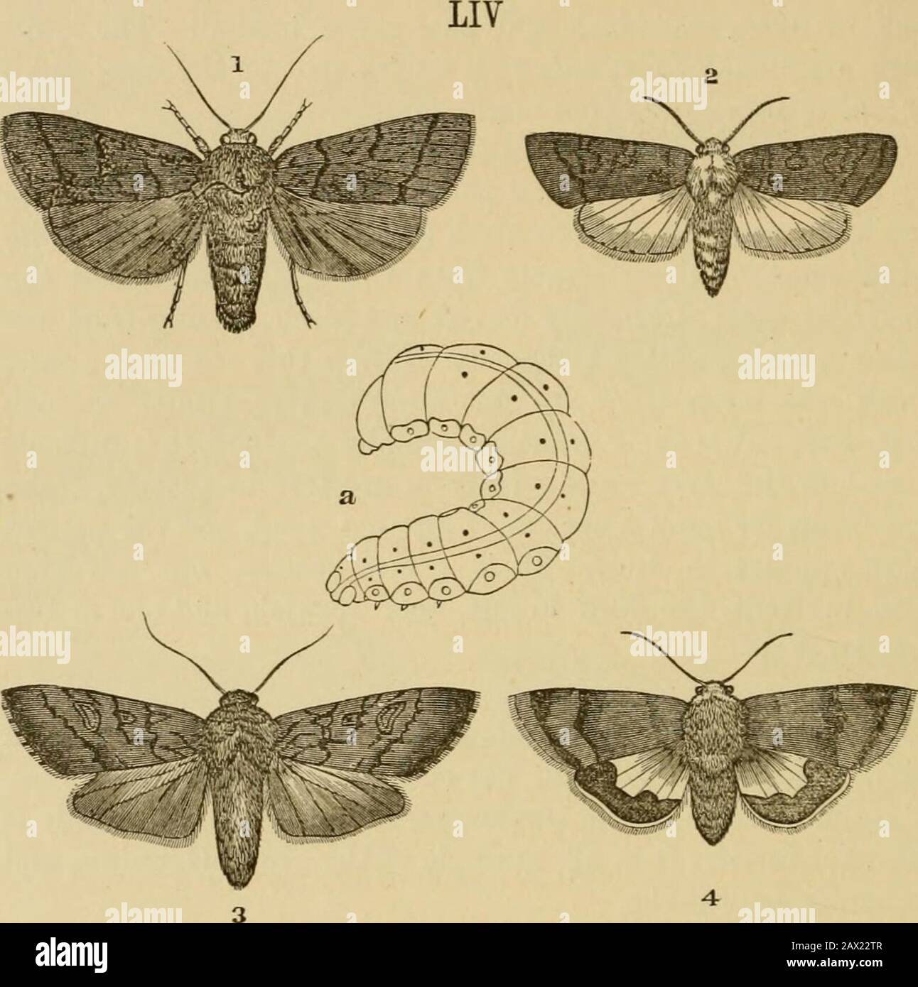 Insectes à la maison; être un compte-rendu populaire des insectes, leur structure, leurs habitudes et transformations . du groupe Grenuinse, et de la famille Leucanidae. La couleur de ce Moth est simple. La teinte du sol des ailes supérieures est rouge brique, très semblable à celle du papier buvard rouge, mais plutôt plus terne et plus brunâtre, et à travers eux ont dessiné deux barres brunes sombres, qui ont gagné pour le nom populaire des insectes. Au milieu de l'aile se trouve un petit spot blanc incurvé. Les ailes inférieures sont brun pâle, becomingreddish sur les marges. La larve se nourrit de graminées en bois et se trouve principalement dans la partie sud Banque D'Images