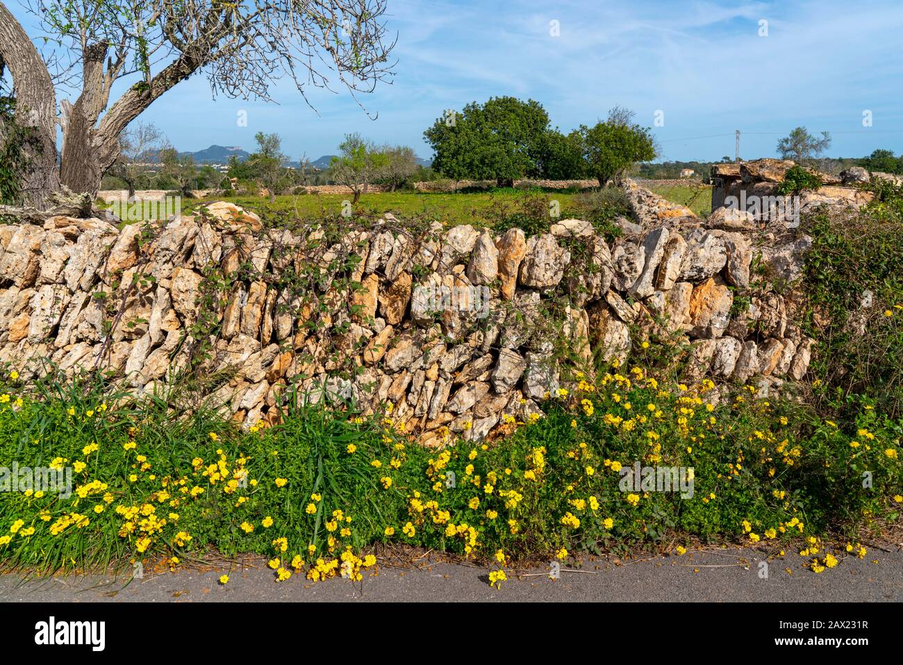 Mur de pierre typique de Majorcan d'un champ, avec fleurs jaunes et amande, sur la côte sud-est, Majorque, Espagne, Banque D'Images