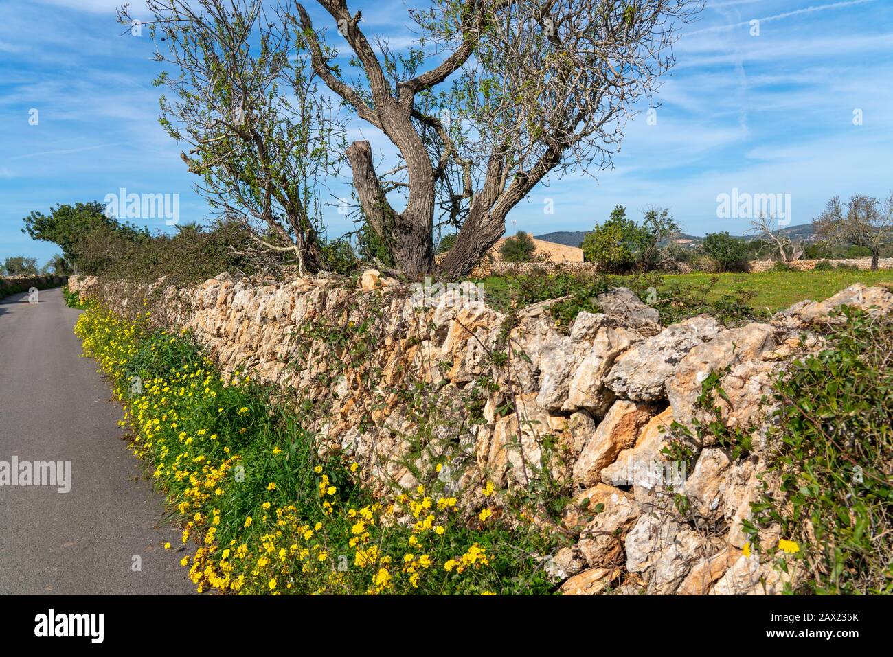 Mur de pierre typique de Majorcan d'un champ, avec fleurs jaunes et amande, sur la côte sud-est, Majorque, Espagne, Banque D'Images