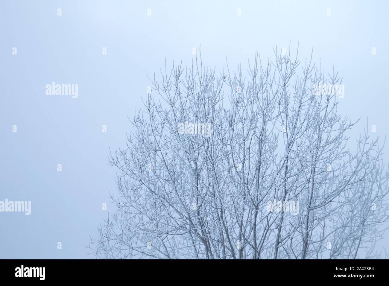 Arbre à vin recouvert de neige Banque D'Images