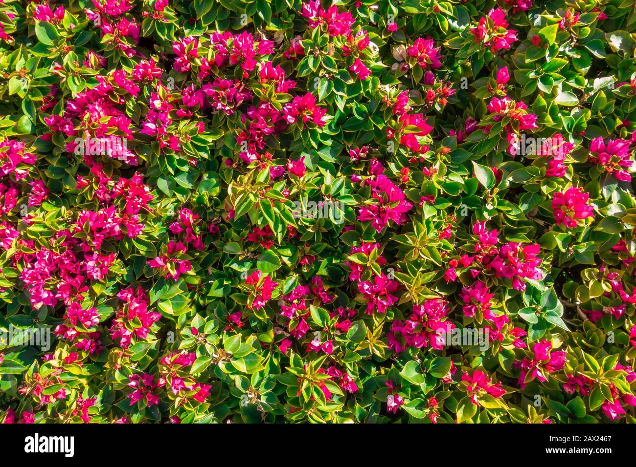 Fleurs Et Feuilles Fond. Violet Petit Bougainvillea Glabra Bush. Fond D'Écran Fleuri D'Été. Reine Bougainvillea Blossom Hedge. Jardin Ornemental. Banque D'Images