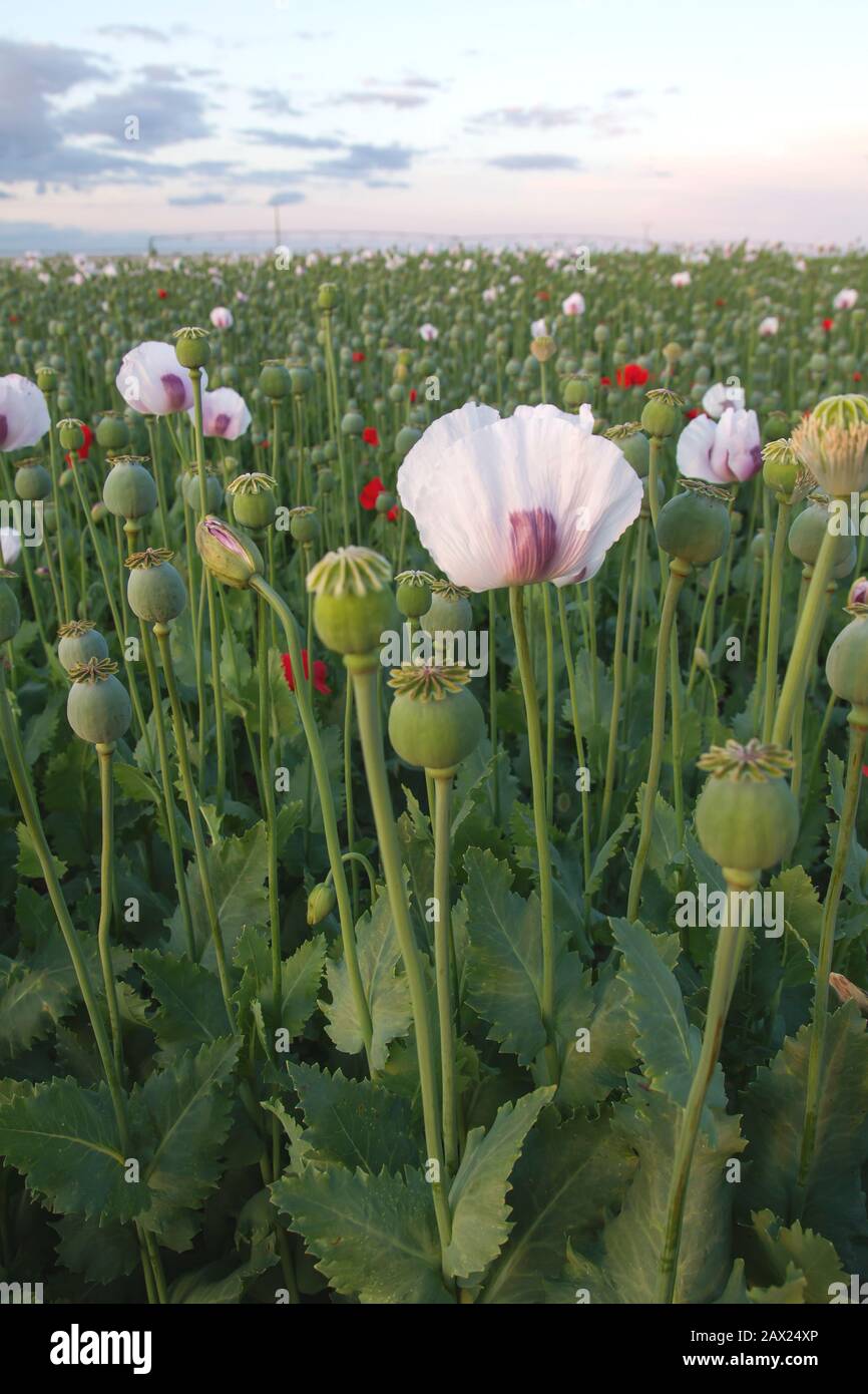 Plantation industrielle de papavover somniferum ou de pavot à opium Banque D'Images Plantation industrielle de papavover somniferum ou de pavot à opium Banque D'Images