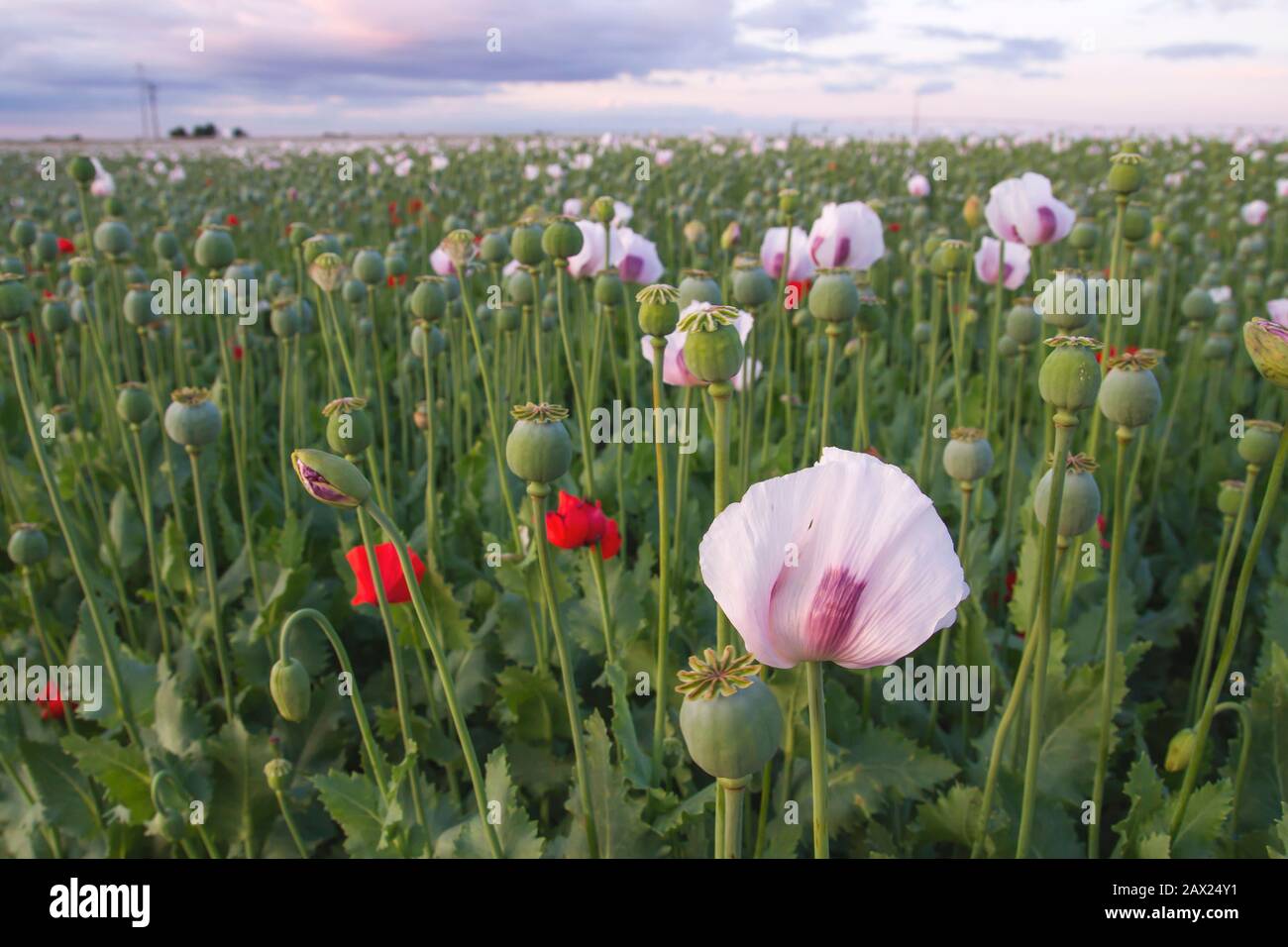 Plantation industrielle de papavover somniferum ou de pavot à opium Banque D'Images Plantation industrielle de papavover somniferum ou de pavot à opium Banque D'Images