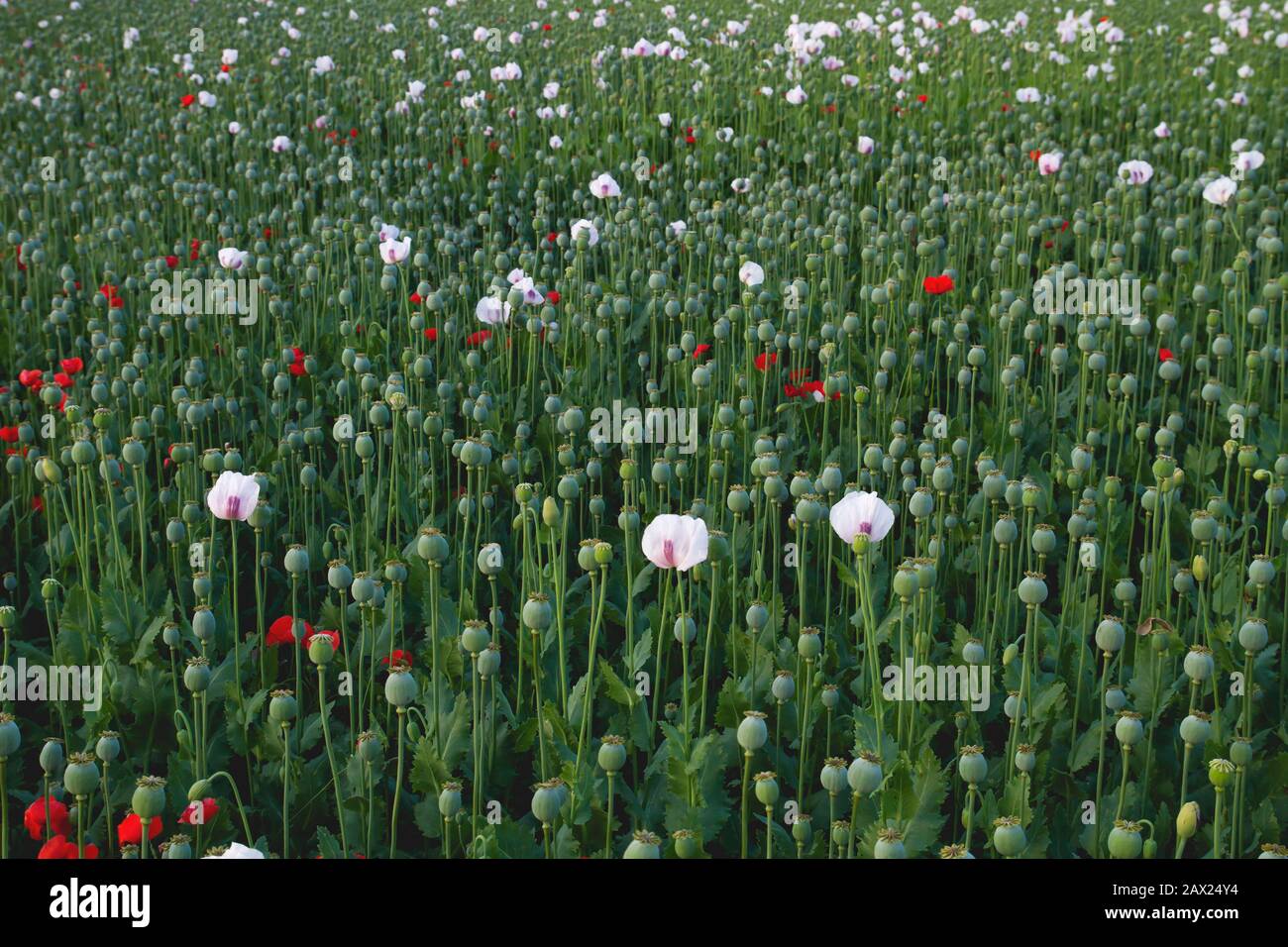 Plantation industrielle de papavover somniferum ou de pavot à opium Banque D'Images Plantation industrielle de papavover somniferum ou de pavot à opium Banque D'Images