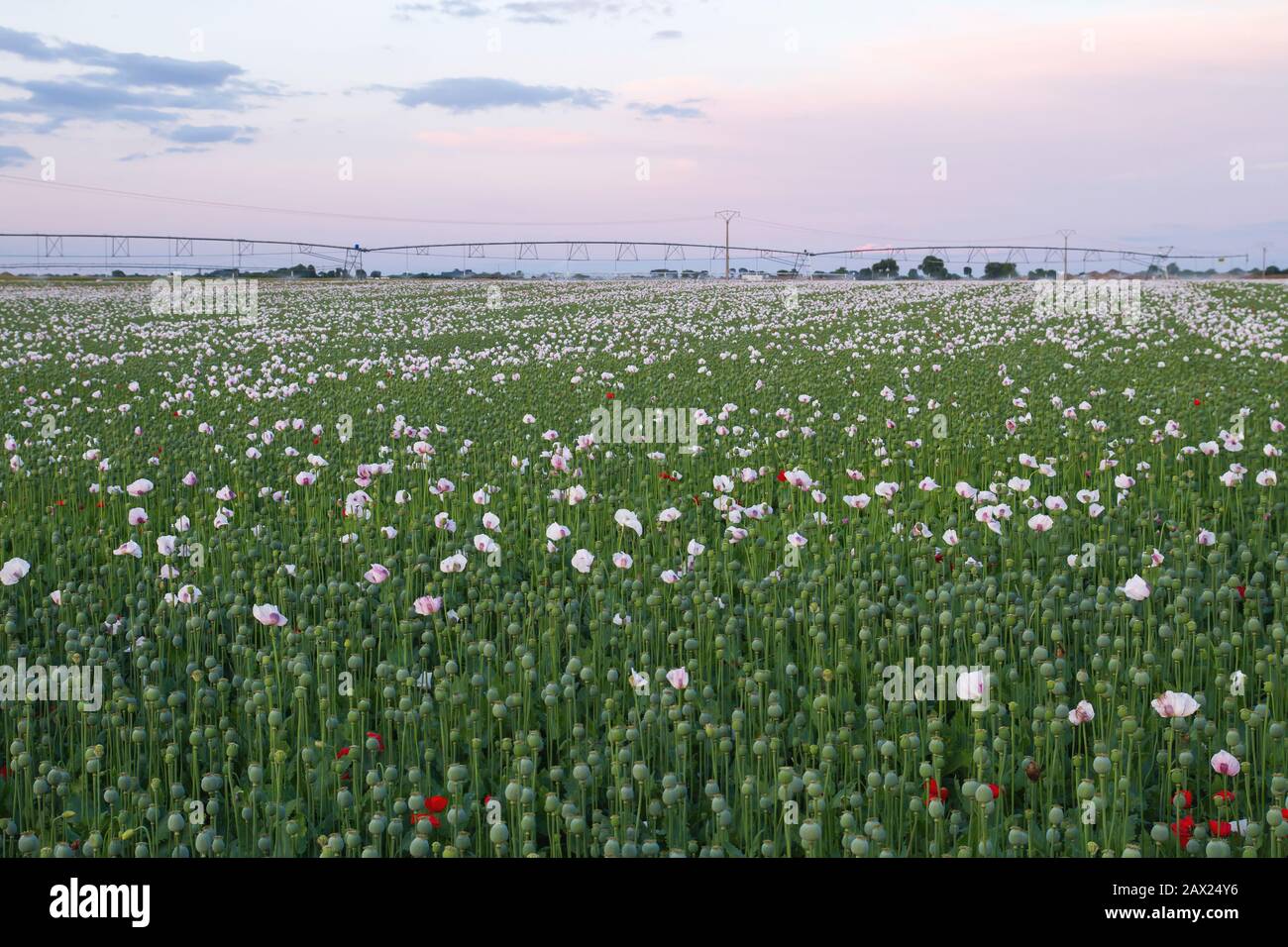 Plantation industrielle de papavover somniferum ou de pavot à opium Banque D'Images Plantation industrielle de papavover somniferum ou de pavot à opium Banque D'Images