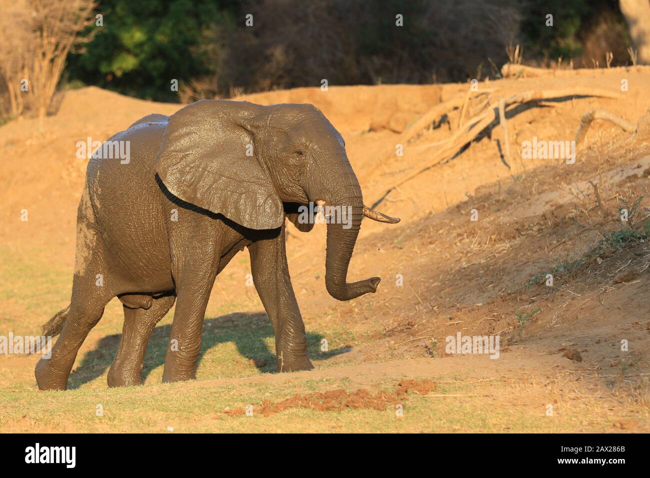 Les éléphants du Zimbabwe, la faune sauvage dans la vallée de Zambèze Banque D'Images