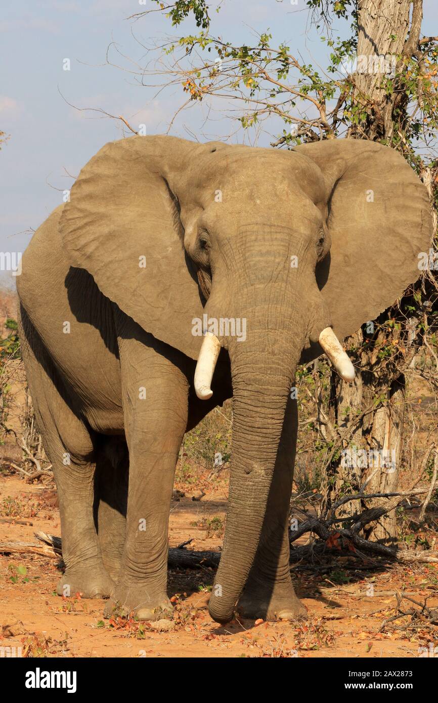 Les éléphants du Zimbabwe, la faune sauvage dans la vallée de Zambèze Banque D'Images