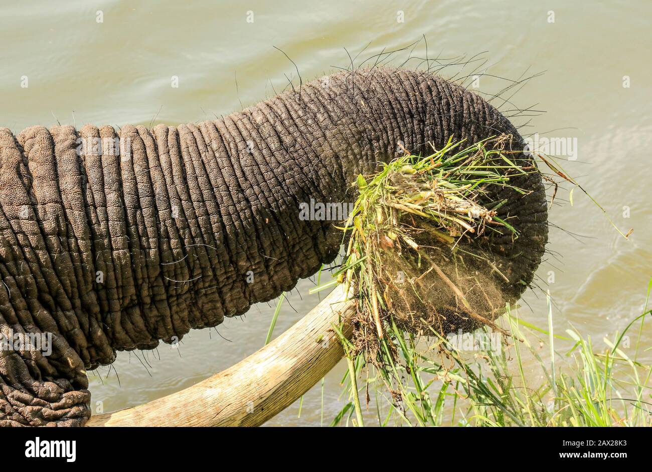 Les éléphants du Zimbabwe, la faune sauvage dans la vallée de Zambèze Banque D'Images