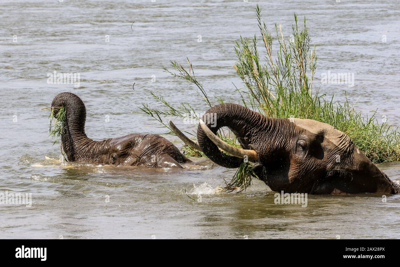 Les éléphants du Zimbabwe, la faune sauvage dans la vallée de Zambèze Banque D'Images