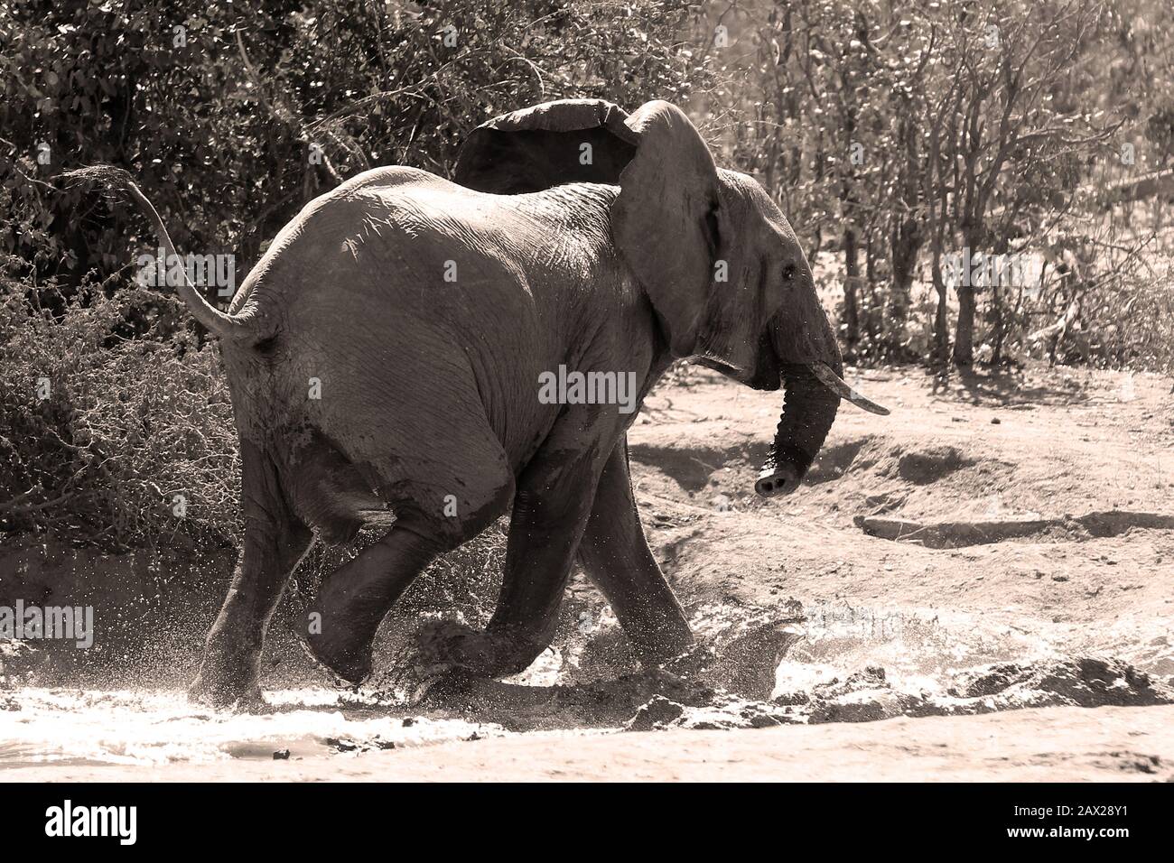 Les éléphants du Zimbabwe, la faune sauvage dans la vallée de Zambèze Banque D'Images