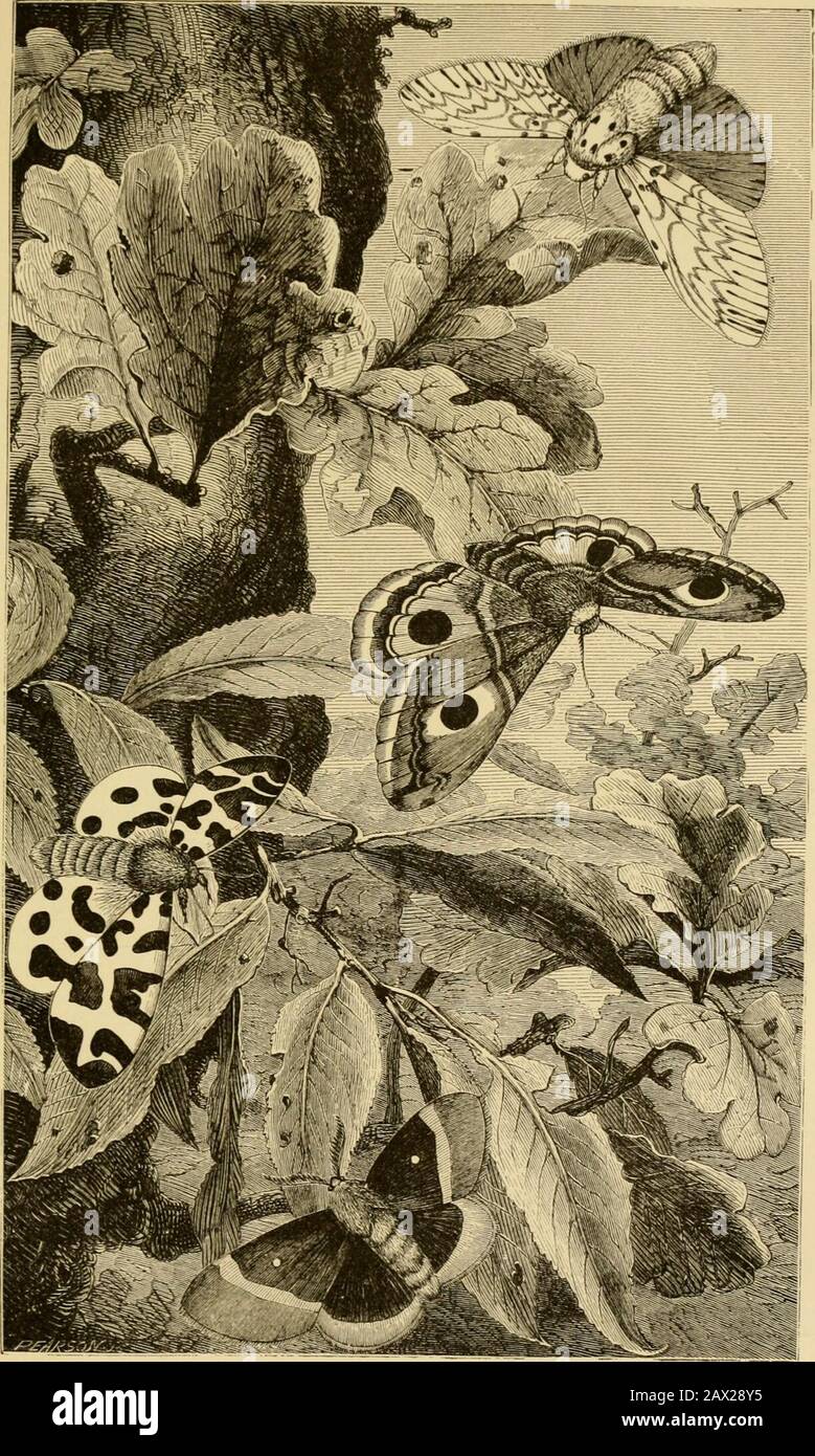 Insectes à la maison; être un compte-rendu populaire des insectes, leur structure, leurs habitudes et transformations . orange, marbré et rayé comme dans la femelle. Les yeux-likespots sont similaires dans les deux sexes. Le mâle se distingue aussi par les antennes, qui sont plus courtes que celles de la femelle, et ont un beau double contour, le plus large au milieu, et diminuant vers la base et la pointe, afin de donner à l'orgue entier un contour beaucoup semblable à celui de la laurelleaf. le caterpillar est tout aussi visible que l'insecte parfait. Il est beau vert-feuilles de couleur, et les segments sont marqués si très di Banque D'Images