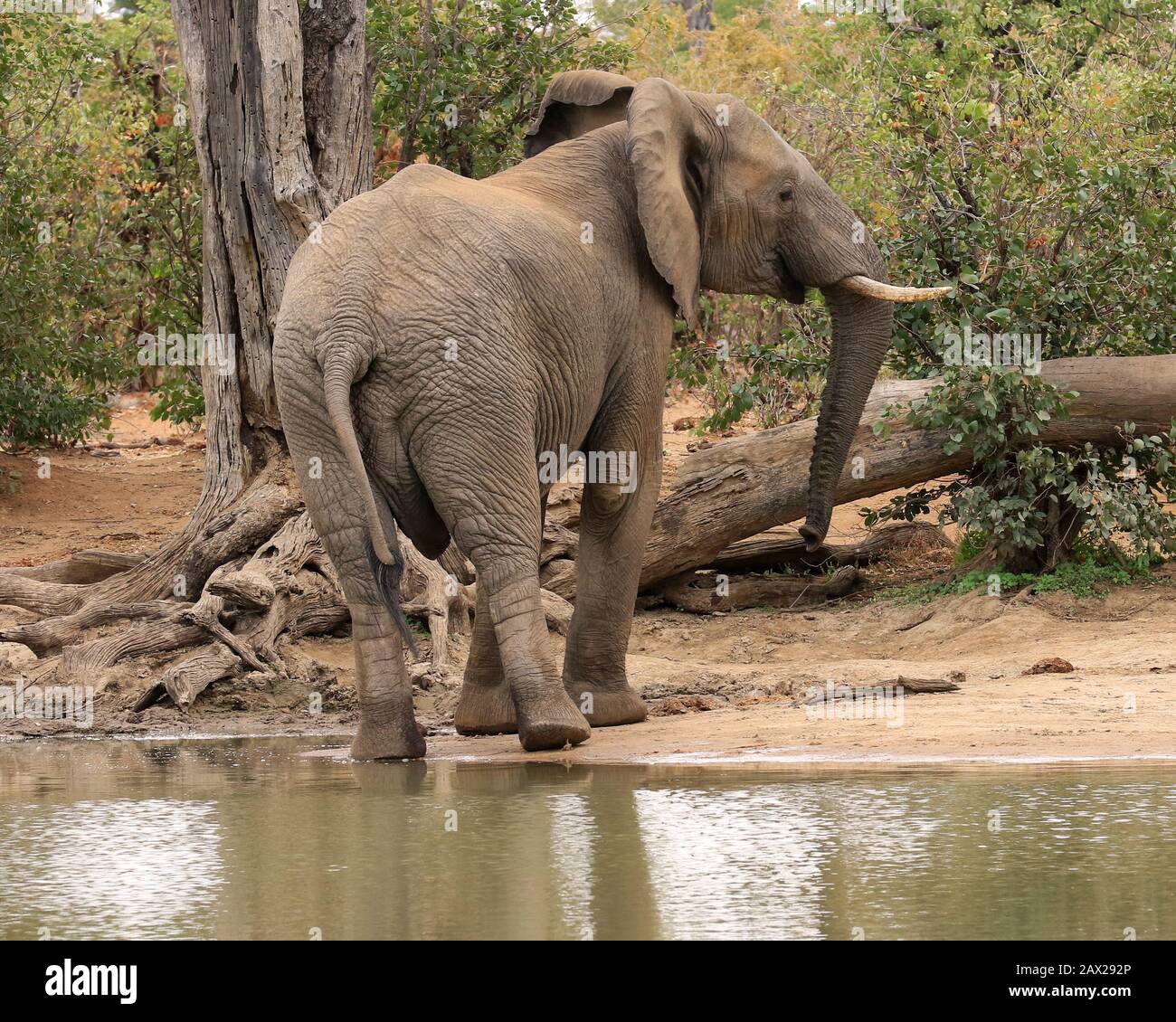 Les éléphants du Zimbabwe, la faune sauvage dans la vallée de Zambèze Banque D'Images