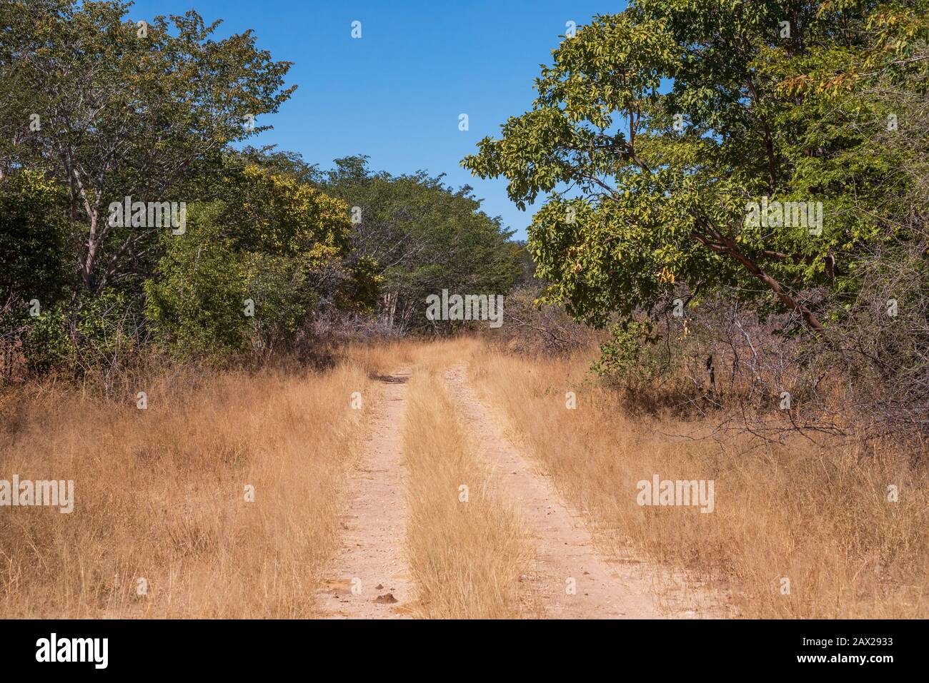 Safari sur les routes à travers le parc national de Hwange au Zimbabwe Banque D'Images