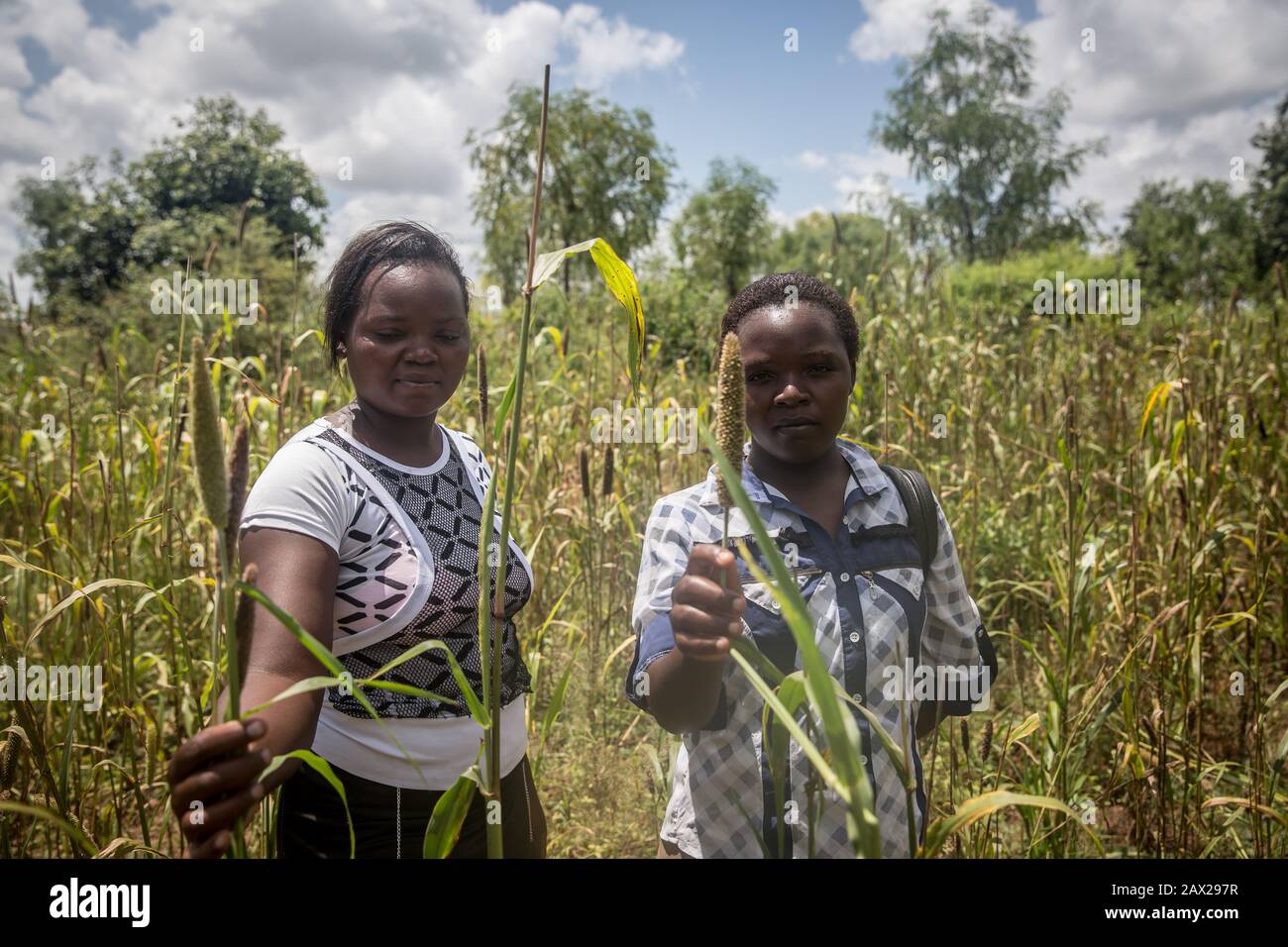 Loyce Mwendia et Karimi Phides ont déclaré que leur terre était envahie par les criquets. Ils ont essayé de bash ensemble des casseroles et des casseroles pour faire du bruit pour faire des scare les insectes loin.Kenya connaît la pire épidémie de criquets de désert en 70 ans. Les criquets ont également atteint la Somalie, le Soudan, l'Ouganda, l'Érythrée et l'Éthiopie. Banque D'Images