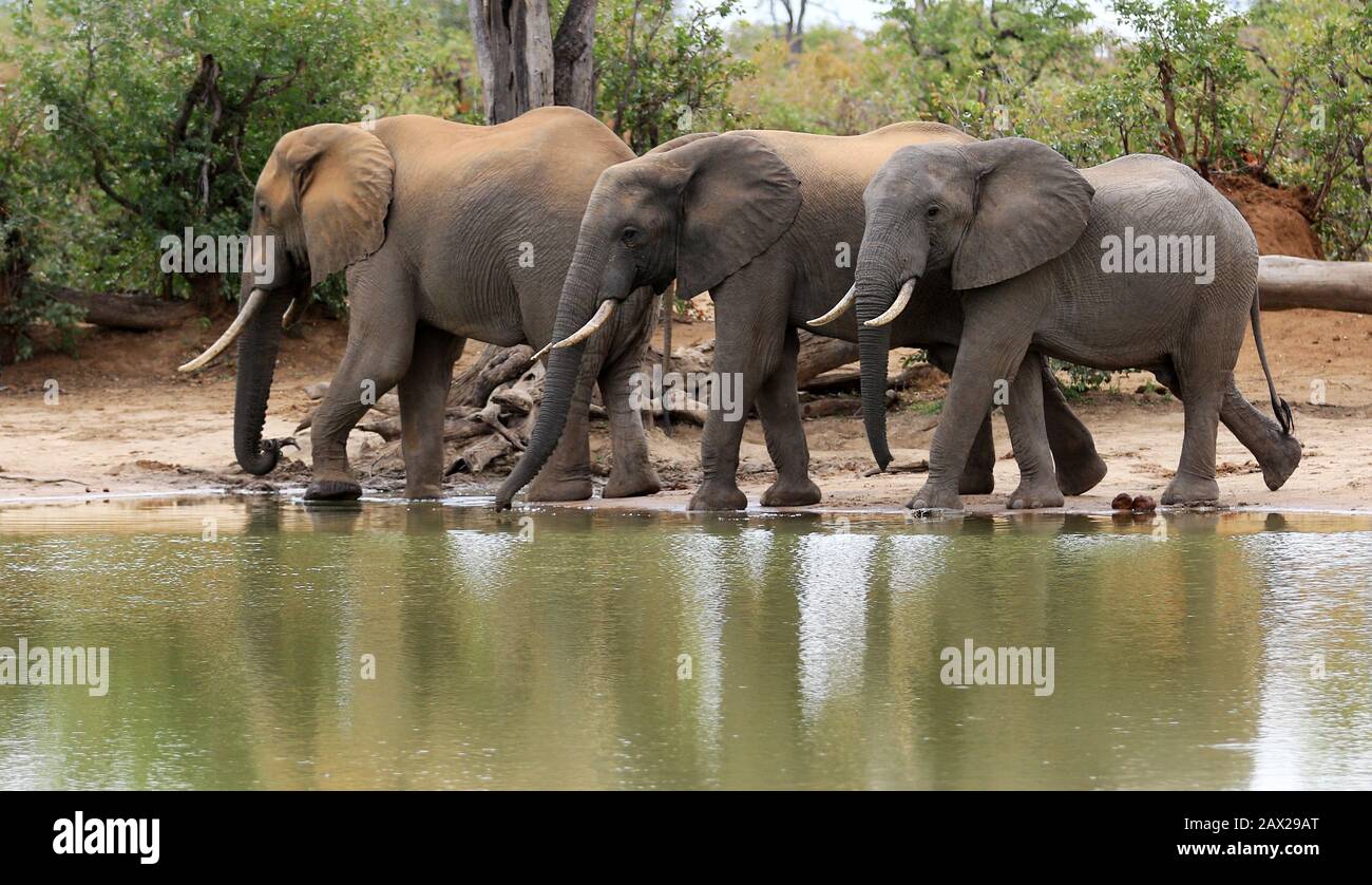 Les éléphants du Zimbabwe, la faune sauvage dans la vallée de Zambèze Banque D'Images