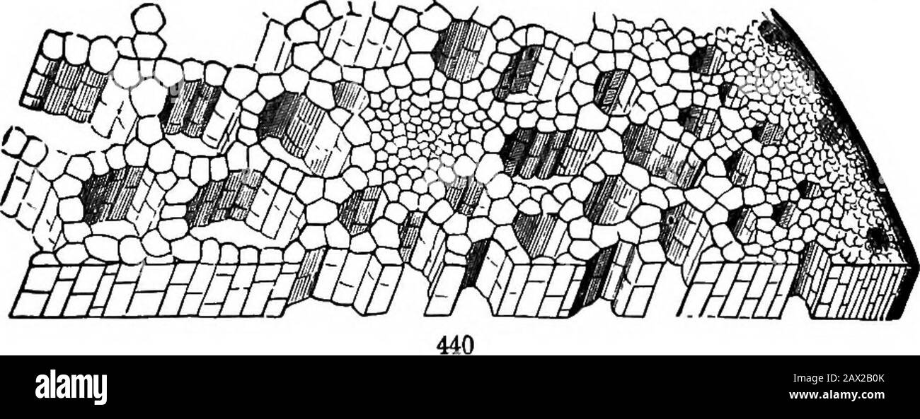 Les éléments de la botanique pour les débutants et pour les écoles . structure de ponding; sauf que, en raison des grands espaces aériens de l'intérieur, le tissu peut être comparé plutôt à une pile de cheminées qu'à un soHdfabric. Dans les pièces jeunes et partiellement transparentes, on peut discerner la structure cellulaire en regardant directement vers le bas sur la surface, à partir d'une racine de forme. (Fig. 82, 441, 442). 402. La substance dont les parois cellulaires sont principalement composées est la calledCellulose. Il est essentiellement le même dans la tige d'un délicat orpète de feuilles et dans le bois d'un chêne, sauf que dans ce dernier les murs sont PIQ. 438. Diag Banque D'Images