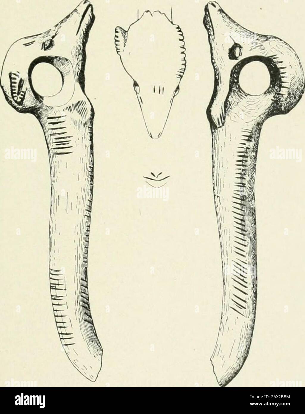 Une introduction à l'étude de l'art préhistorique . Fig. 33. —Uius (Bos primigeu.). Lourdes. (Taille naturelle.). Fig. 34.—fin du bâton comme tête de poux. Étiquette. (Taille du quart.) Banque D'Images