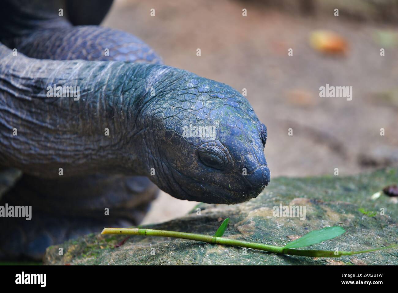 Tortues géantes Aldabra (Aldabrachelys gigantea), Ile Mahe, Seychelles. Banque D'Images
