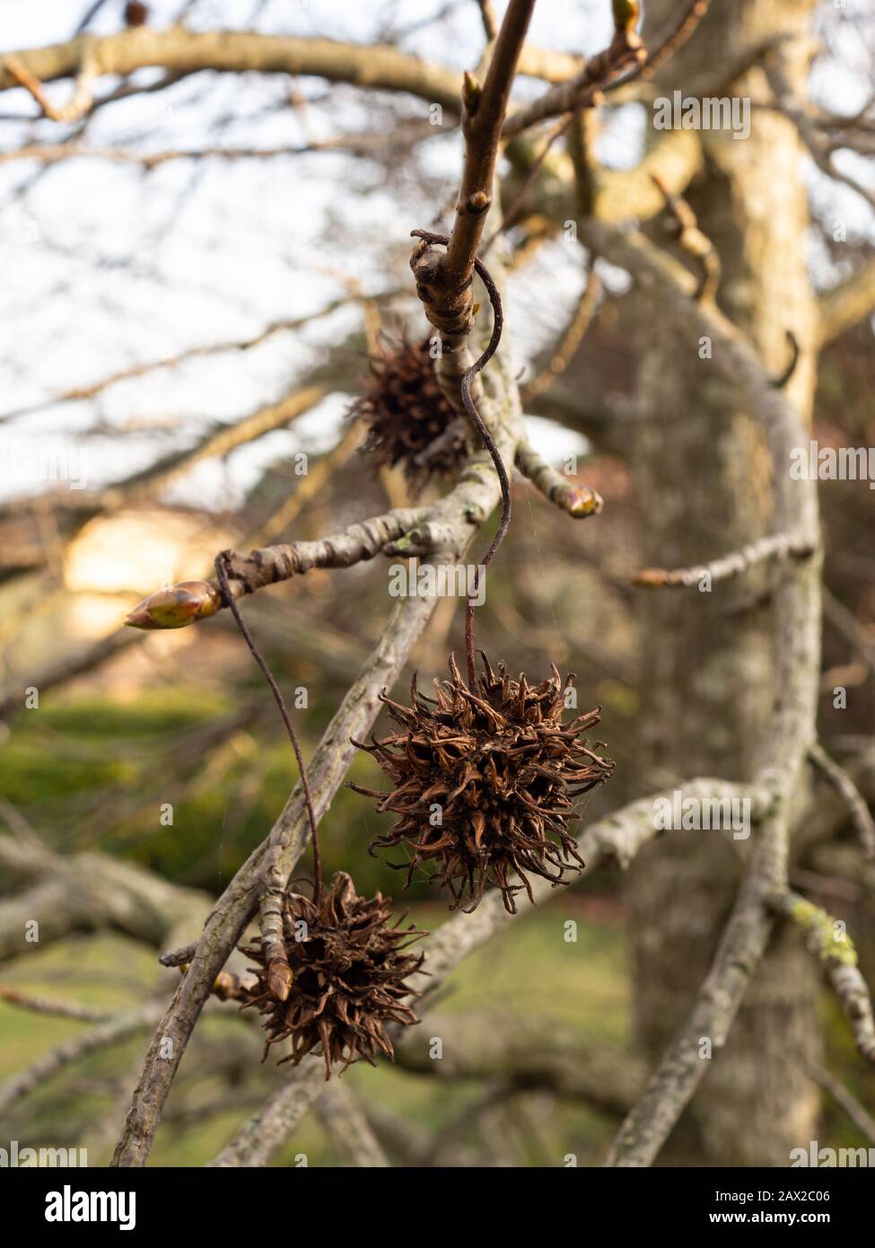 détail des graines de liquidambar (arbre de gomme douce) avec fond flou  Photo Stock - Alamy