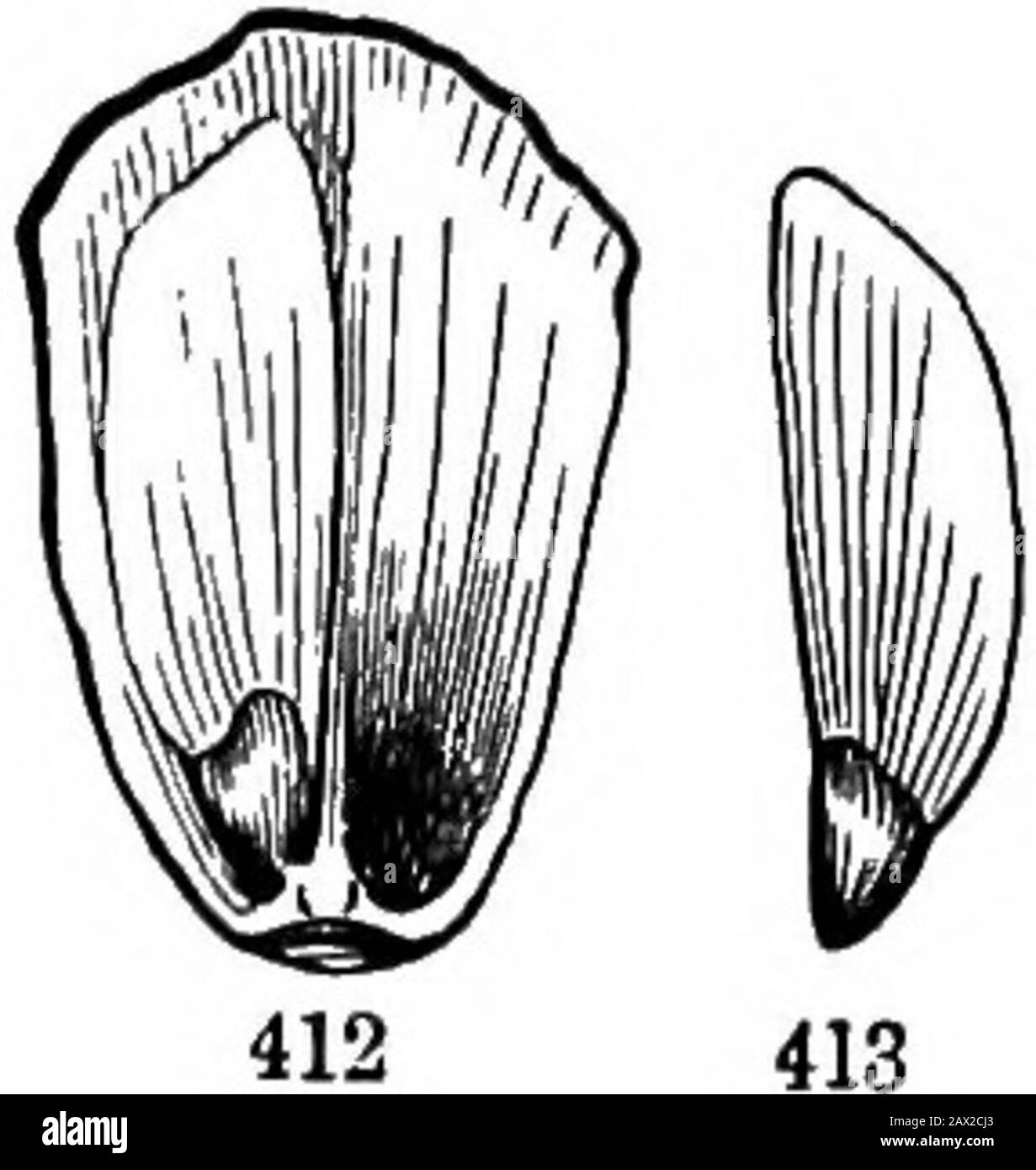 Les éléments de la botanique pour les débutants et pour les écoles . Section XV LA SEMENCE. 380. Les graines sont le produit final de la fleur, à laquelle toutes ses pièces et ses bureaux sont subservients. Comme l'ovule dont il est issu, un semis se compose de manteaux et de grains. 381. Les semoules sont généralement deux (320), l'extérieur et l'intérieur.Fig. 414 montre les deux, dans une graine coupée à travers f^h leugthwise.La couche extérieure est souvent dure ou croûte, quelle est la raison qu'elle appelle le Testa, ou la coquille de la graine; l'intérieur est presque al-voies mince et délicat. 382. La forme aud les marquages, si divers dans les différentes graines, dépendent principalement Banque D'Images