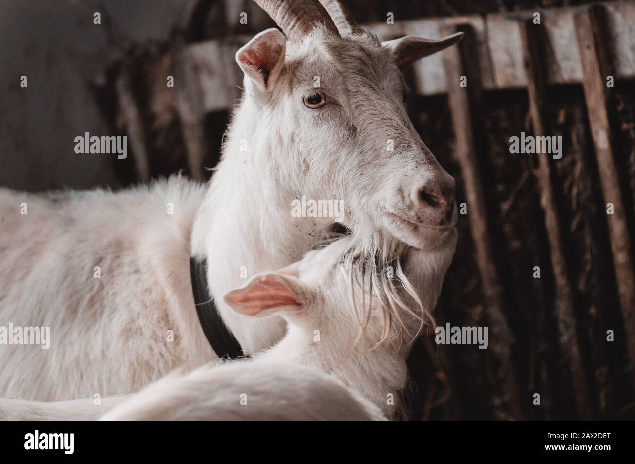Caliner Bebe Chevre Banque D Image Et Photos Alamy