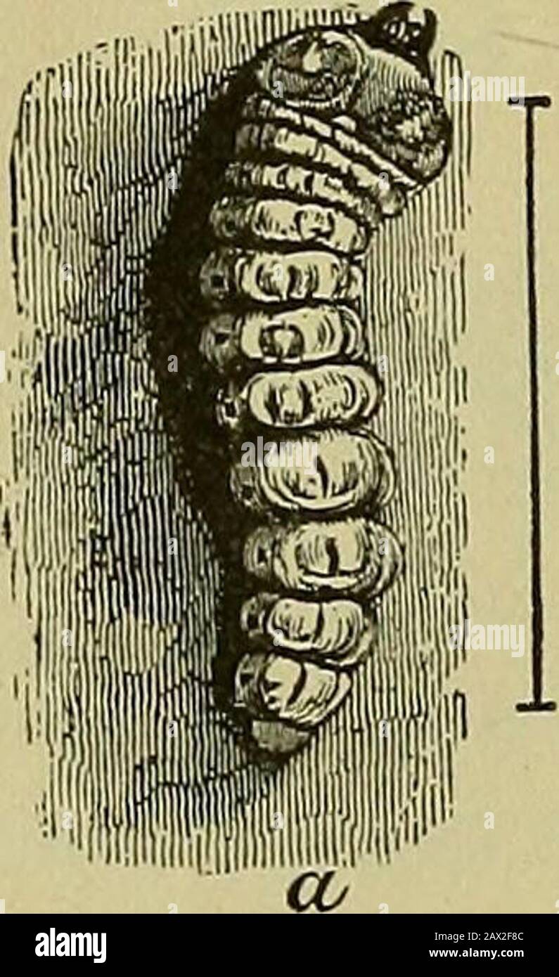 Insectes et insecticides Manuel pratique sur les insectes nuisibles et les méthodes de prévention de leurs blessures . juste au-dessus de la surface du sol, ou même au-dessous de lui où le sol est fissuré ouvert pour que le coléoptère puisse descendre sans difficulté. L'insecte fait une ouverture en fente dans l'écorce, dans laquelle l'oeuf est poussé. Quelques jours, l'oeuf s'arrache dans une larve ou un grub, qui s'incline dans l'écorce intérieure ou le bois de sève, où il continue à se nourrir tout au long de la saison.Comme l'hiver l'approche souvent enfouit sous la surface du sol, et s'y repose untilspring, quand il ag Banque D'Images