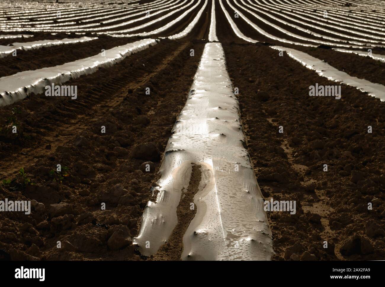 rangées de lits de légumes avec paillis de plastique sur les terres agricoles Banque D'Images