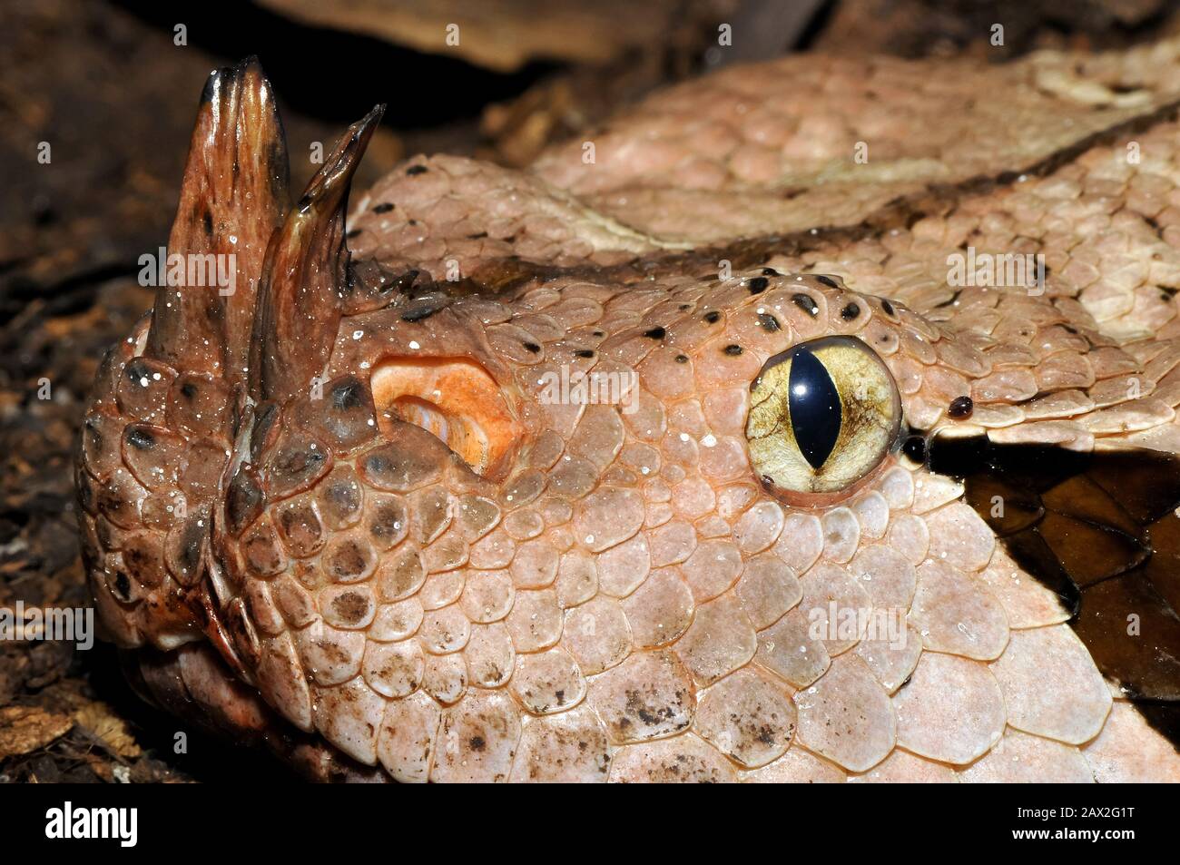 Gaboon Viper, Östliche Gabunviper, Vipère du Gabon, Bitis gabonica, gaboni vipera Banque D'Images