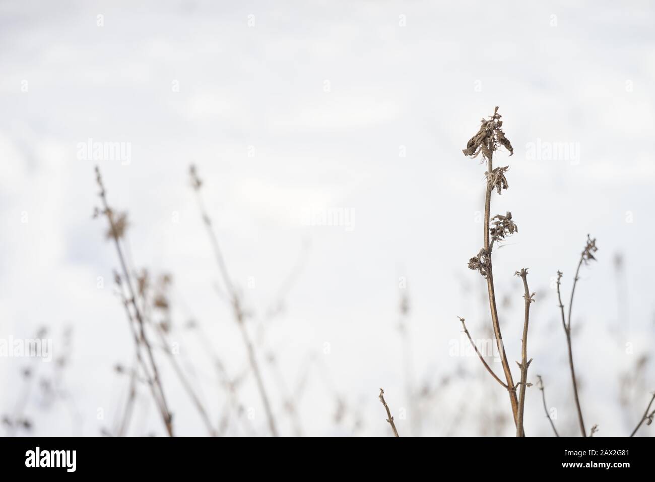 Les fleurs sauvages sèches poussent dans le champ de neige blanc Banque D'Images