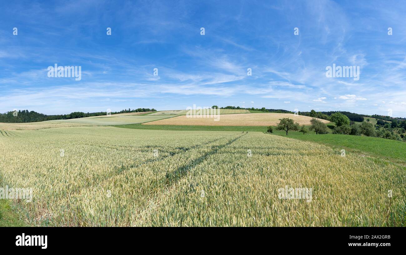 Paysage rural avec champs et prairies en été Banque D'Images