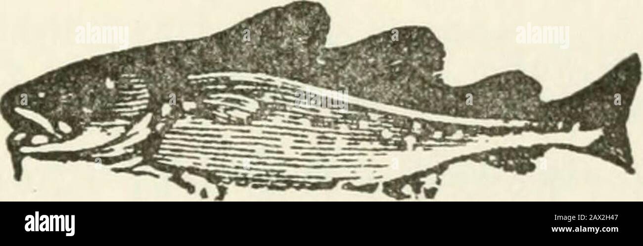 Vieux livre de ferraille de Salem . g au travail, si vous devriez espionner un spenny, vous le ramassez pour la chance - ou une chaussure de cheval. À midi, si 13 sont comptés autour de la table du déjeuner, vous resteriez et manger, ou partiez ? Et qu'est-ce d'être le troisième à éclairer une cigarette Old Salem Scrap Book d'un match ? Ou sous une échelle ? Ou acrossthe chemin d'un chat noir ? Au jeu de cartes du soir la chance tourne-t-elle vers le sud, ou vers l'est et l'ouest ? Pourquoi l'opponenthold toutes les bonnes cartes ? Tout en faisant une promenade en soirée, regardez-vous atla nouvelle lune sur la droite ou l'épaule gauche asa signe d'argent pour venir à votre poche ? Ou à Banque D'Images