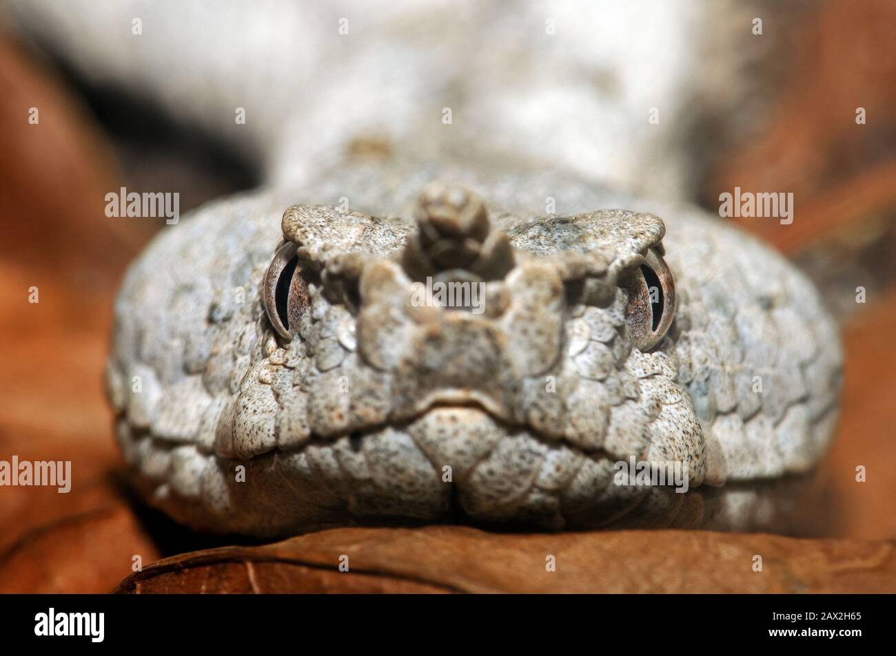 Vipère corné, vipère à nez long, vipère à nez, vipère à sable, Europäische Hornotter, Vipera ammodytes, homoki vipera Banque D'Images