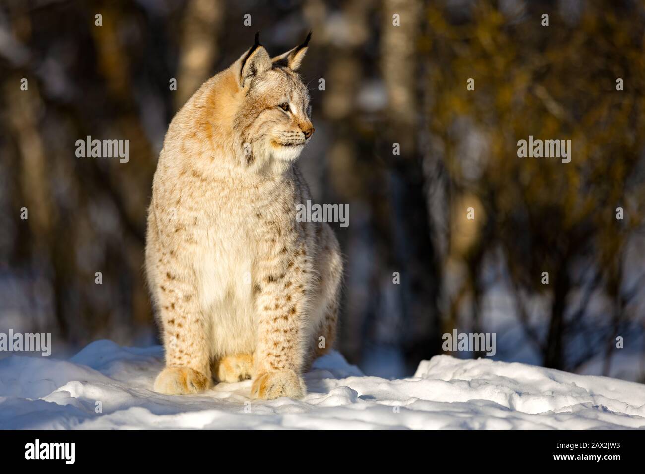 Lynx assis sur la neige tout en regardant loin Banque D'Images