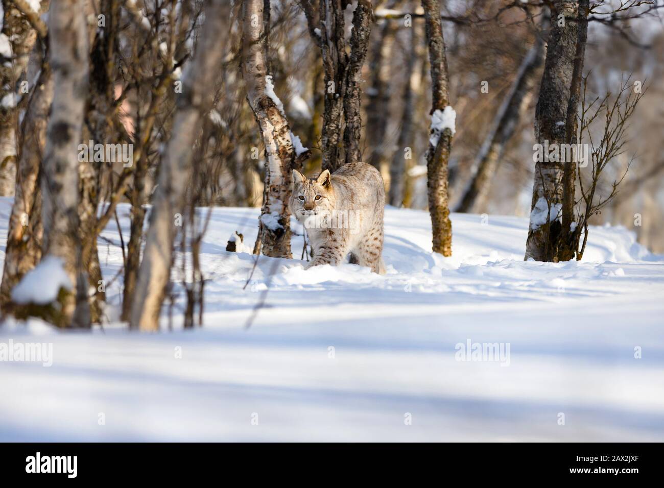 Alerter le lynx se promenant sur la neige au milieu d'arbres nus Banque D'Images