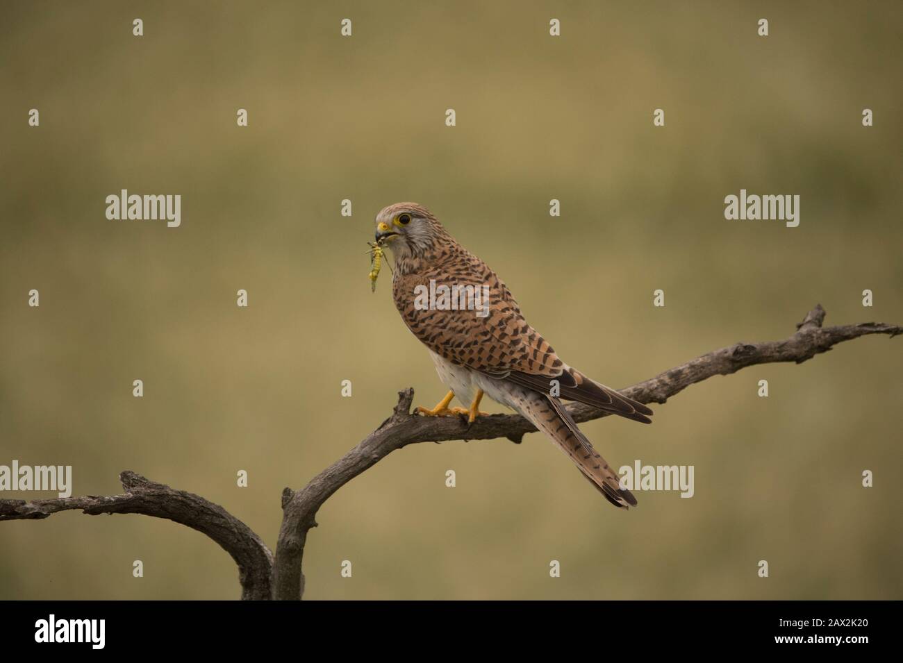 Kestrel (Falco tinnunculus), femelle perchée avec le cricket dans son projet de loi, Parc National Hortobágy, Hongrie Banque D'Images