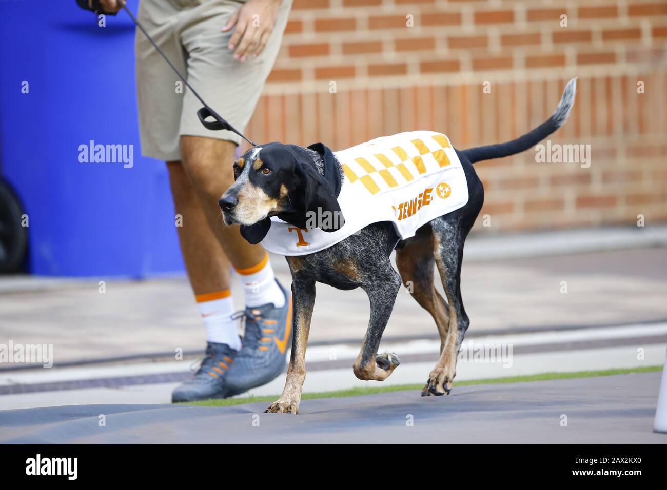 La mascotte des Volontaires de l'Université du Tennessee, Smokey, un coonhound bleu, lors d'un football américain d'université le 7 septembre 2019. Banque D'Images