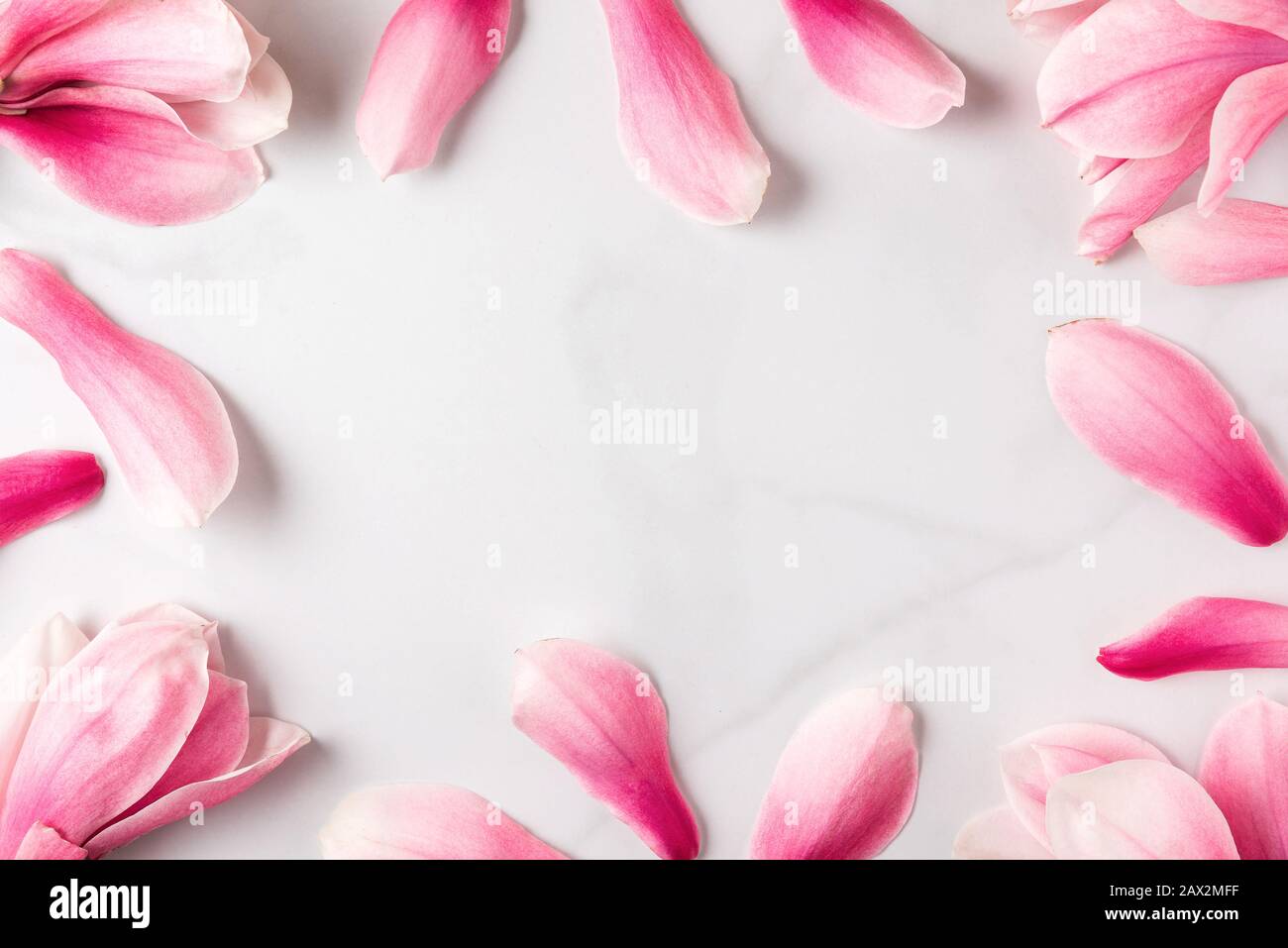 Composition des fleurs. Cadre en fleurs de Magnolia rose sur fond blanc. Pose plate. Concept de ressort. Arrière-plan festif. Vue de dessus avec espace de copie Banque D'Images