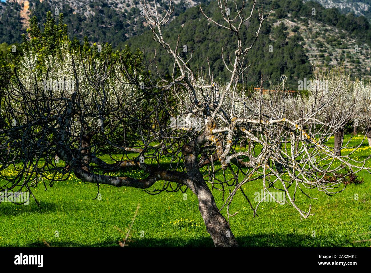 La fleur d'amande à Majorque, de janvier à mars, de nombreuses centaines de milliers d'amandiers, des amandiers morts, fleurissent sur les îles Baléares, près de S Banque D'Images