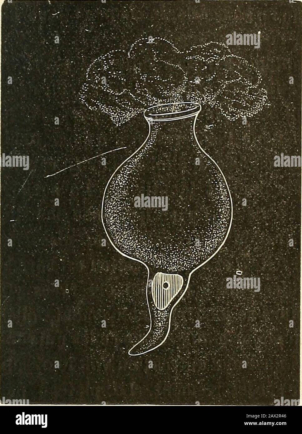 Lees d'anatomie Génaire sur le système¨me musculaaire . ©© indiquee plushaut. Pour létudier lesrapides suivant lasurface, il conviviale la mu-queuse Åsophagienne Fig. 96. Â Cellule caliciforme expulsant son mucus par le nitrate dar^Ã'ntpar son ajutage permanent. ^ ^ Ã l p. 300. La muqueuseest lavée Ã leau distillé, traitée par la solutiondargent, lavée de nouveau et abandonnéée pendantquelques heures dans un grand cristallisoir rempliau distillée. Au bout de ce temps, le lépithelium se détachelarabergement, par plaques, sous l'action des aiguilles ou du pin-ceau. Plaque ces Banque D'Images