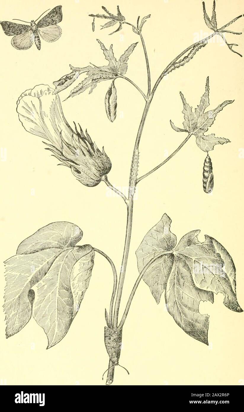 Les cultures agricoles, leur culture et leur gestion, un manuel non technique pour la culture, la gestion et l'amélioration des cultures agricoles . 1 2 3 buteur à racines Clover {Hylastinus obscurus).^ 1—coléoptère Adulte, taille naturelle à droite. 2—Larve ou grub, beaucoup agrandi.3—Montrant le travail du borer. IBur. Ent. Cir  LW AT  . 119.. Worm de coton (Alabama argillacea).^Stades et travail. Bur. Ent. Cir  LW AT  . 153. (25 G) INSECTES NUISIBLES ET LEUR LUTTE 257 Banque D'Images