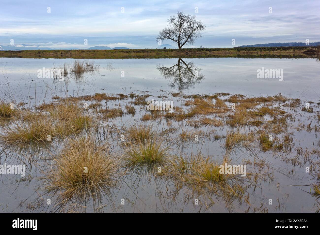 Vue panoramique de destination séduisante avec reflet de l'arbre solitaire de Whitney Bay Road dans l'état de Washington Banque D'Images