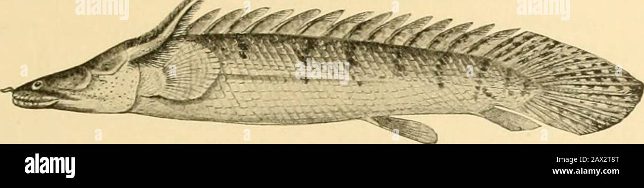 Poissons . Le Crossopterygii 233 Il est inséré, non pas sur les branchies-arches, mais sur l'arc hyoïde.Son origine est de la peau externe. Il ne peut donc pas être dévoré morphologiquement avec les branchies d'autres poissons, noravec les pseudobranchiae, mais plutôt avec les gillsdes larves de requins. Les vertèbres sont très nombreuses et bi-. Fig. 167—Polypterus congicus, un poisson Crossopterygien du Congo River.Young, avec des branchies f.xtcrnal. (Après Bouleager.) concave comme dans les poissons ordinaires. Chacune des dorsalpins particuliers est primitivement une colonne unique, pas un finlet de plusieurs morceaux, comme certains ont sugg Banque D'Images