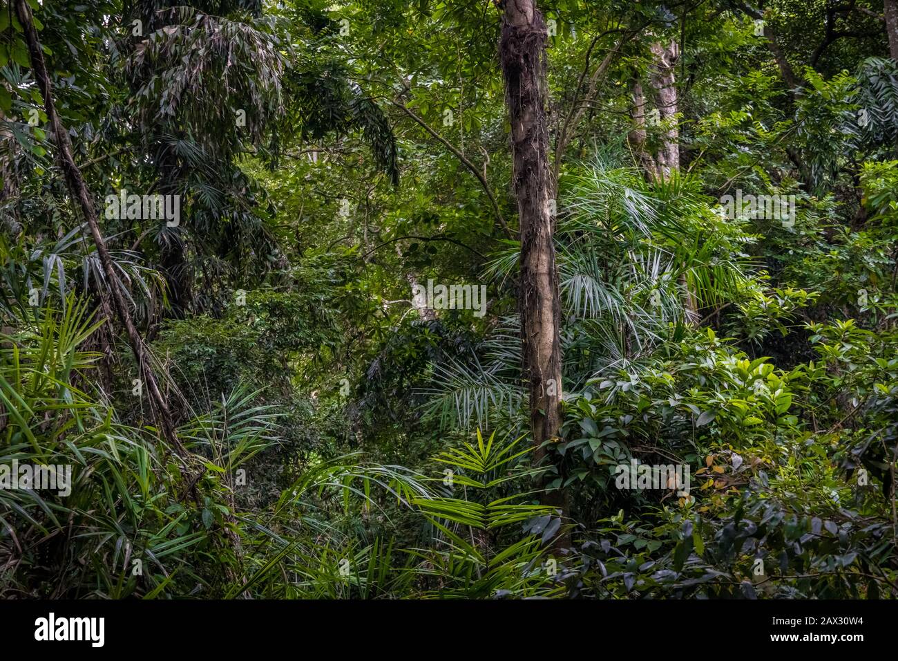 Forêt tropicale dense sombre vue d'en haut Banque D'Images
