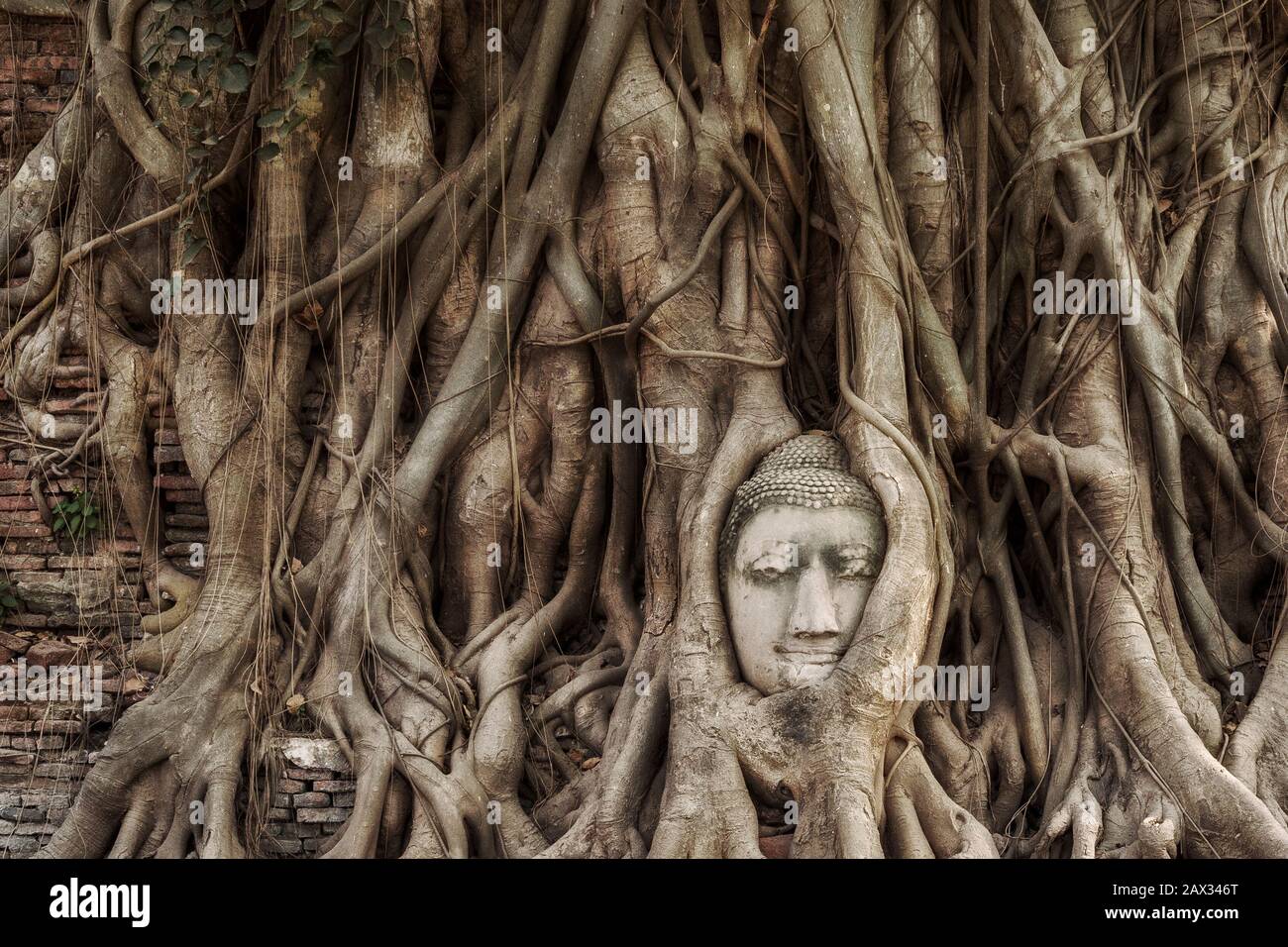 Tête de Bouddha statue dans les racines de l'arbre à Wat Mahathat temple, Ayutthaya, Thaïlande. Banque D'Images